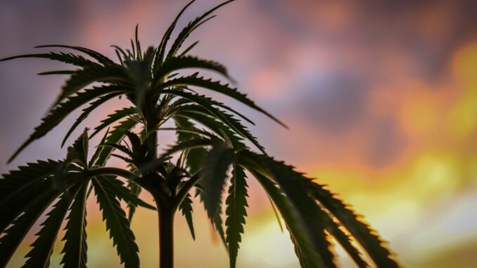 cannabiksen-yhteiskunnalliset-vaikutukset-ja-cbdoljyn-asema